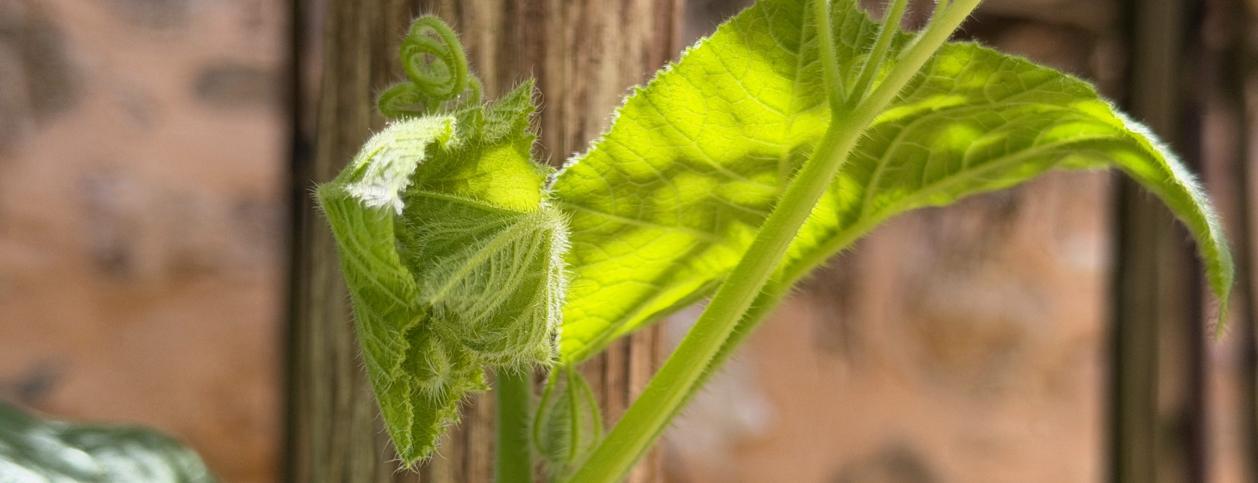 Les services Jeune feuille de courge se déployant dans la lumière du soleil